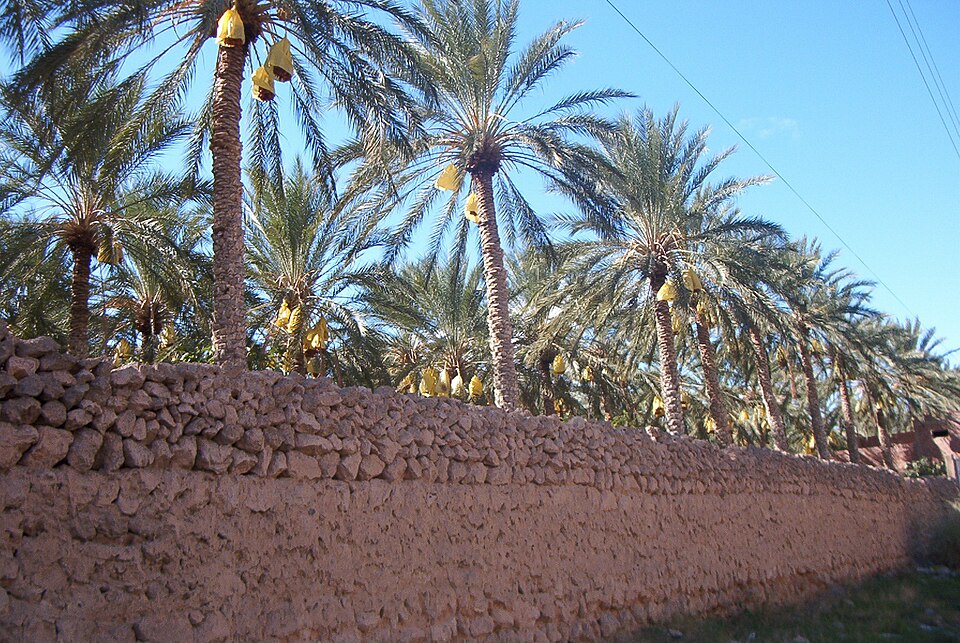 Ziban Oasis