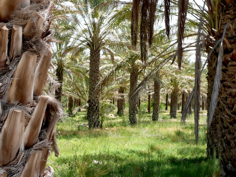 Douz Oasis